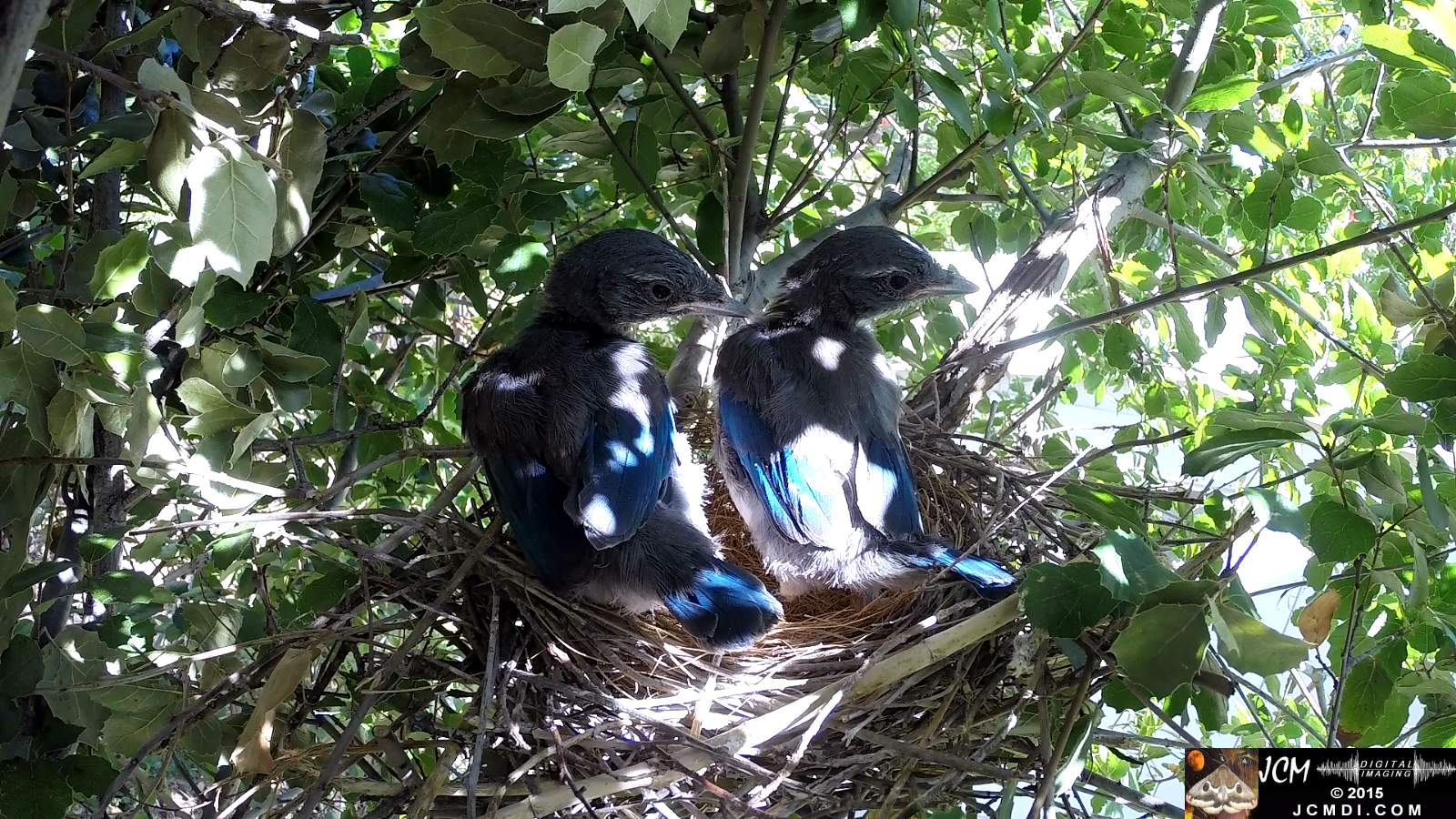 Scrub Jay Documentary chicks preening stretching flapping parent arrives